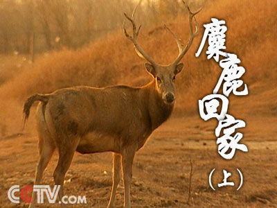 今晚必中四不像图 今天|实时解答解释落实_手机版.1.773